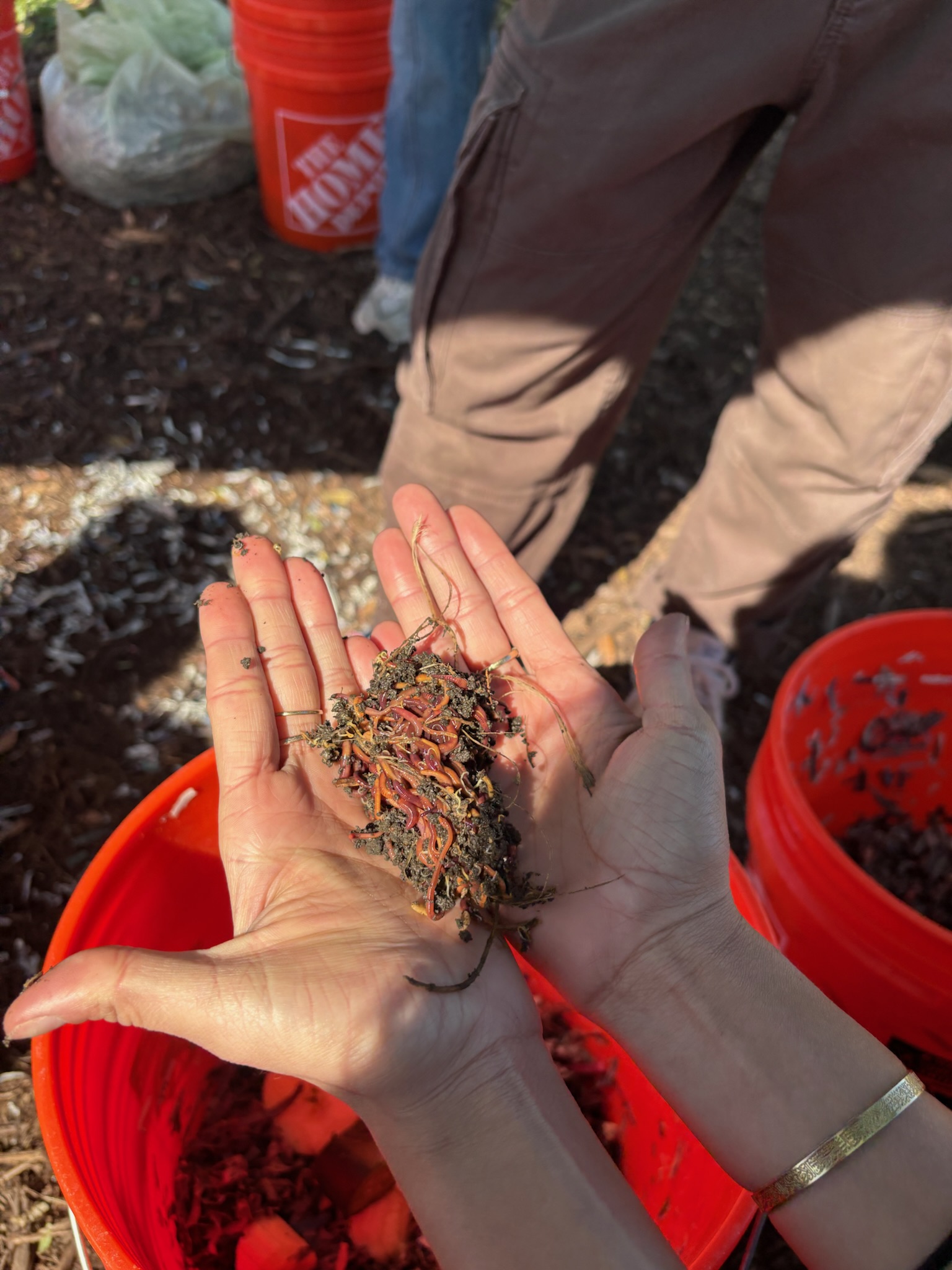 person worms that have been recently composted. 